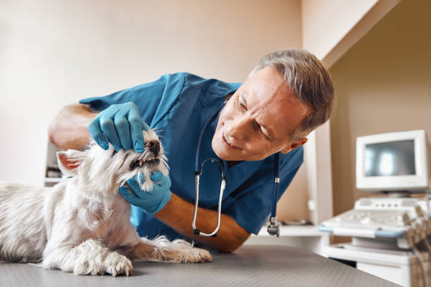 Best Emergency Wisdom Teeth Removal in Milroy, PA